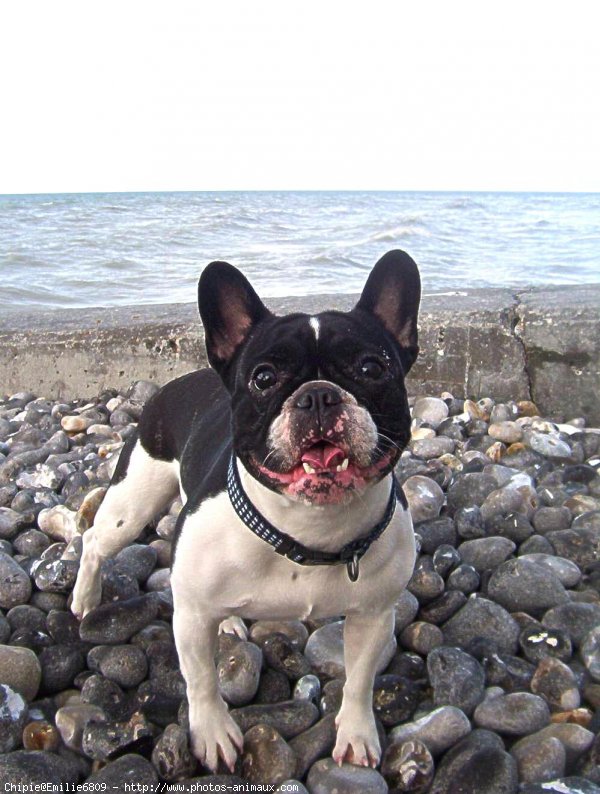 Photo de Bouledogue franais