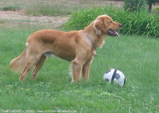 Photo de Golden retriever