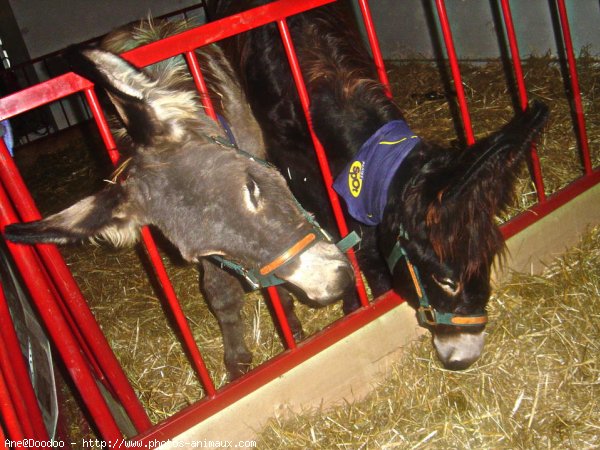 Photo de Races diffrentes