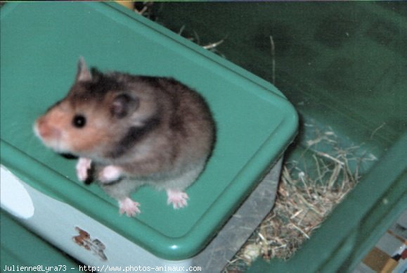 Photo de Hamster