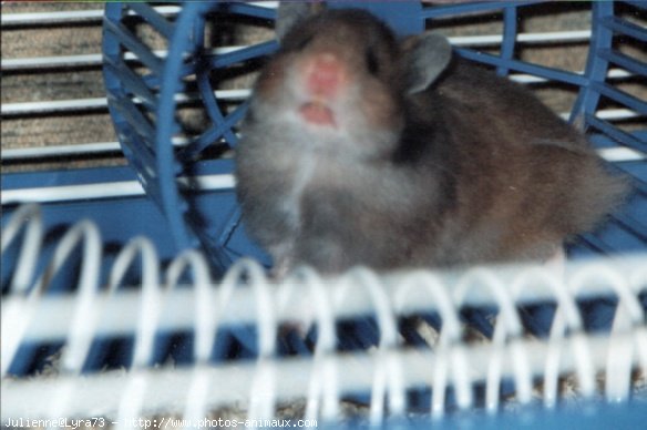 Photo de Hamster