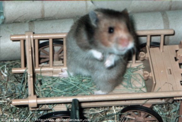 Photo de Hamster