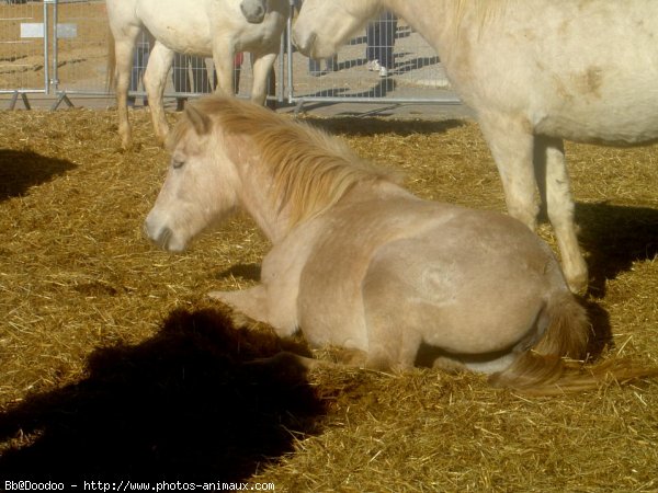 Photo de Camargue