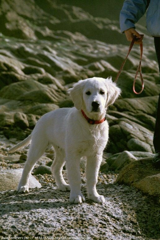 Photo de Golden retriever