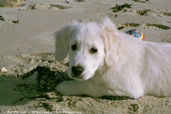 Photo de Golden retriever