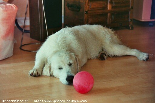 Photo de Golden retriever