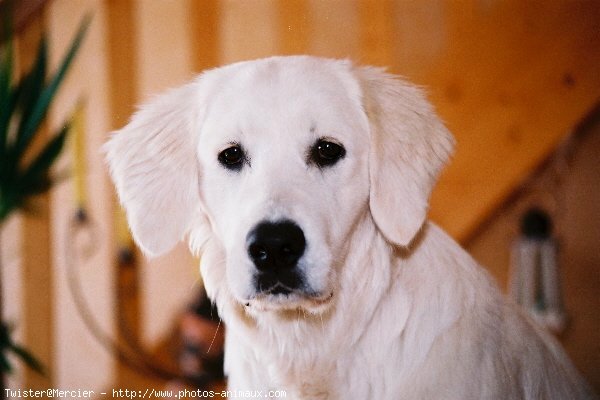 Photo de Golden retriever