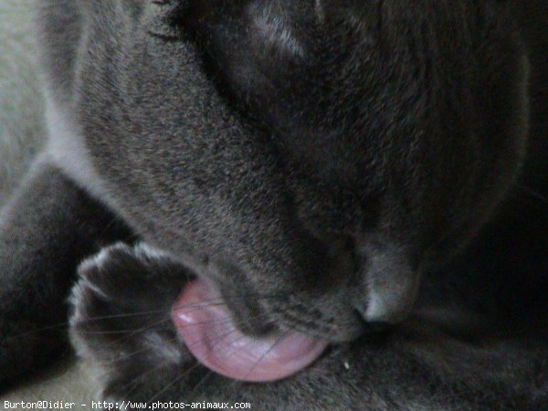 Photo de Chartreux