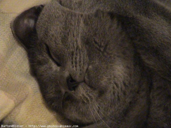 Photo de Chartreux