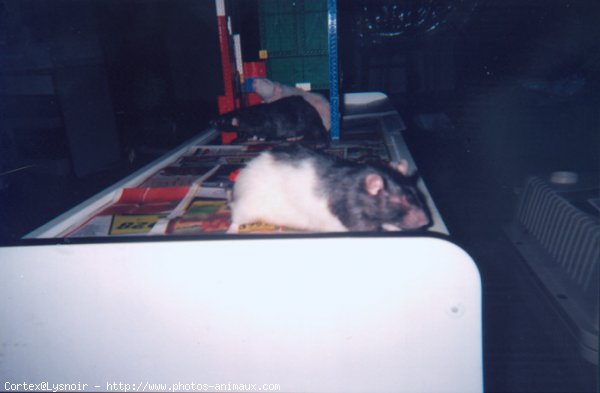 Photo de Rat