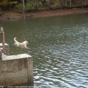 Photo de Golden retriever