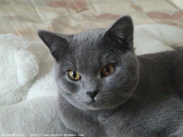 Photo de Chartreux