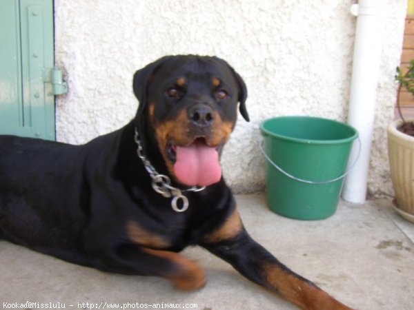 Photo de Rottweiler