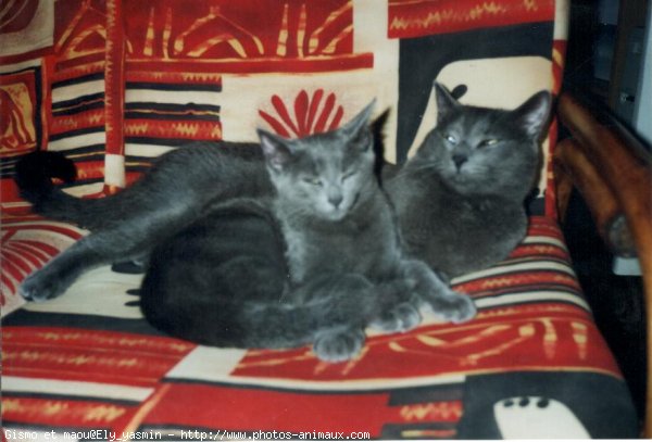 Photo de Chartreux