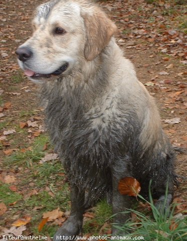 Photo de Golden retriever