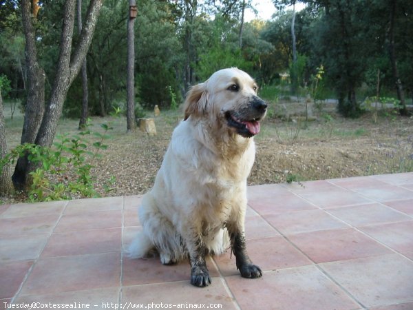 Photo de Golden retriever