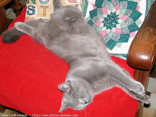 Photo de British shorthair