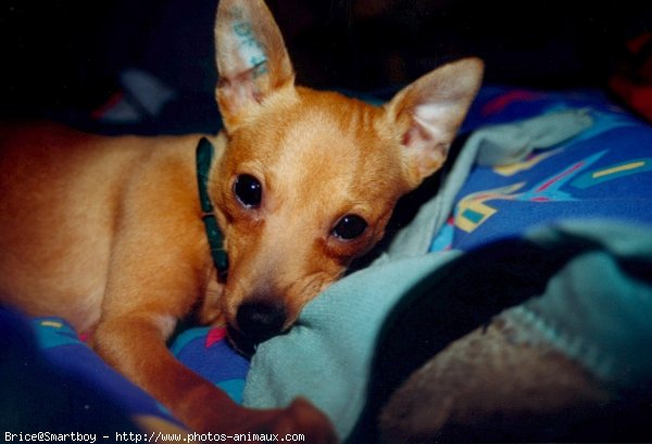 Photo de Pinscher nain