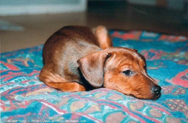 Photo de Pinscher nain