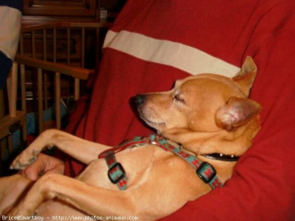 Photo de Pinscher nain