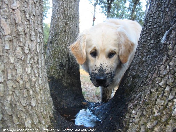 Photo de Golden retriever