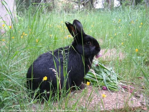 Photo de Lapin