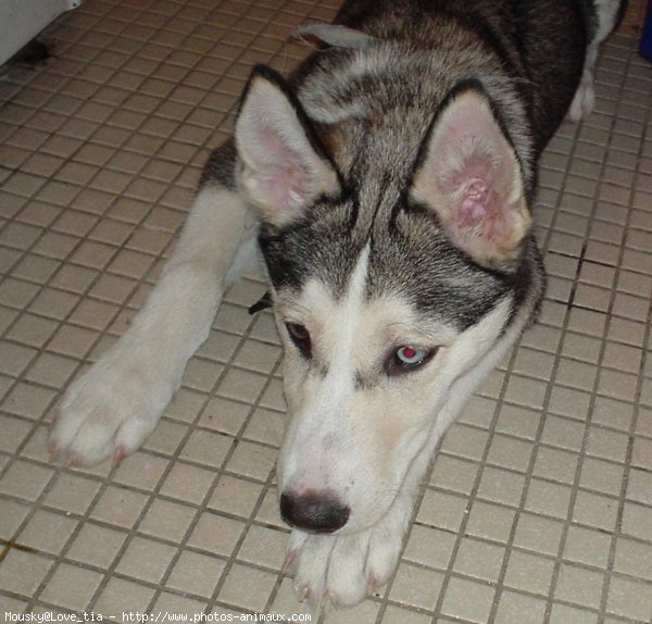 Photo de Husky siberien