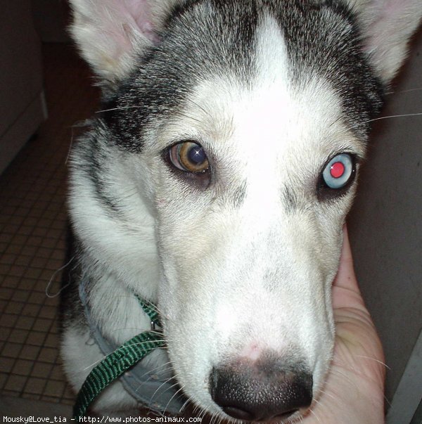 Photo de Husky siberien