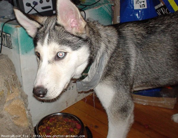 Photo de Husky siberien