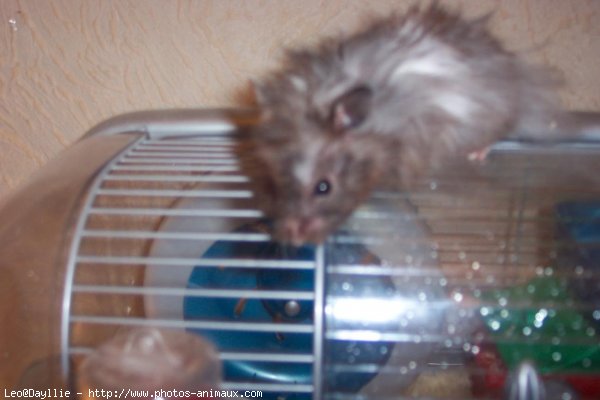 Photo de Hamster