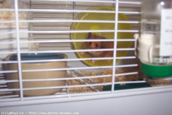 Photo de Hamster