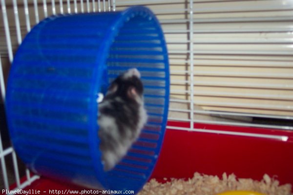 Photo de Hamster