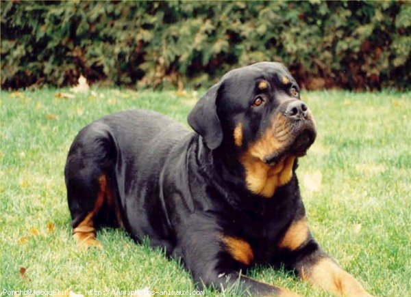 Photo de Rottweiler