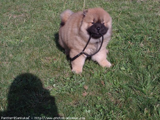 Photo de Chow chow