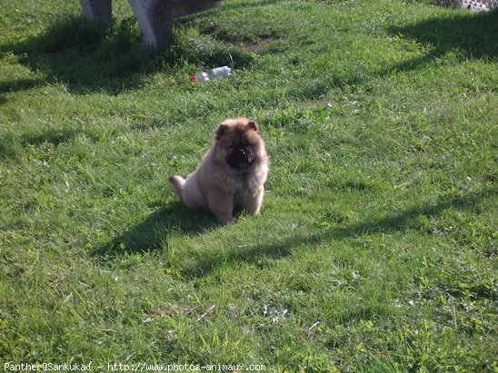 Photo de Chow chow