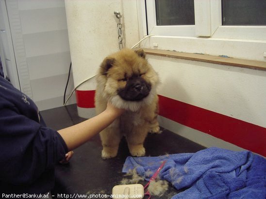 Photo de Chow chow