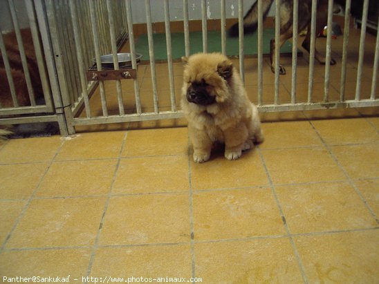 Photo de Chow chow