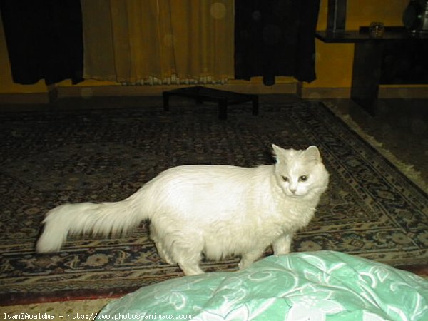 Photo d'Angora turc