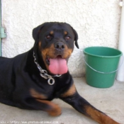 Photo de Rottweiler