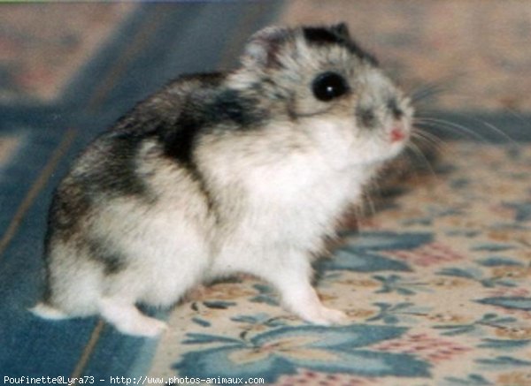 Photo de Hamster