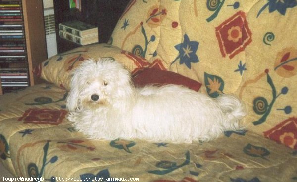 Photo de Coton de tulear