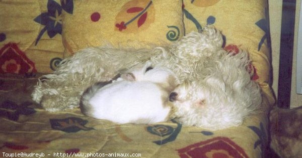 Photo de Coton de tulear