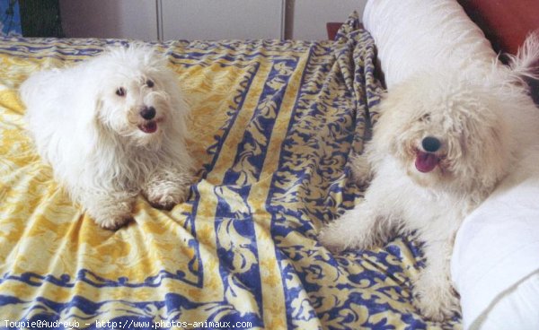 Photo de Coton de tulear