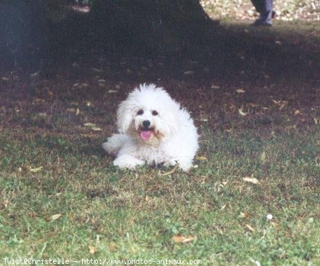 Photo de Bichon  poil fris