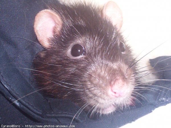 Photo de Rat