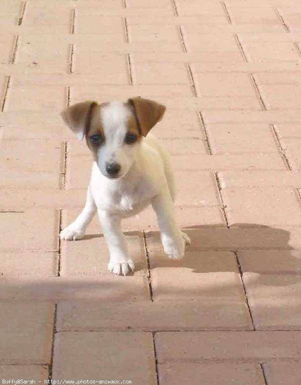 Photo de Jack russell terrier