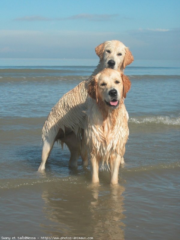 Photo de Golden retriever