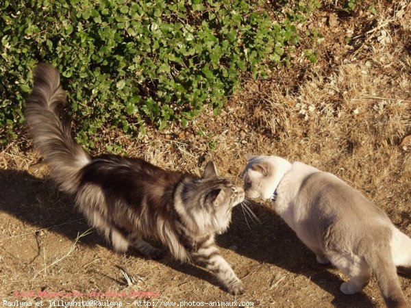 Photo de Races diffrentes