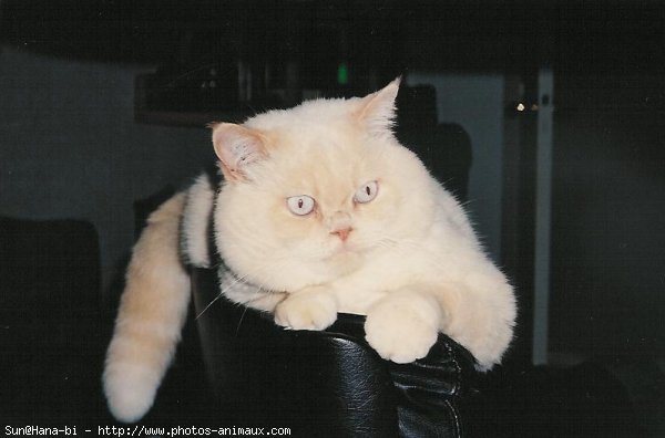 Photo d'Exotic shorthair