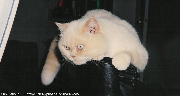 Photo d'Exotic shorthair